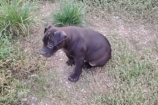 Amerykański Pitbullterrier - szczeniaki, Dolnośląskie, Bolesławiec