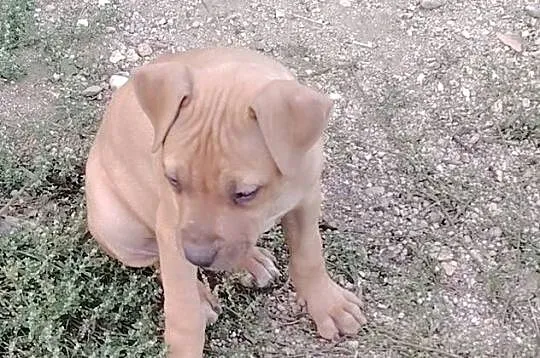 Amerykański Pitbullterrier - szczeniaki, Dolnośląskie, Bolesławiec