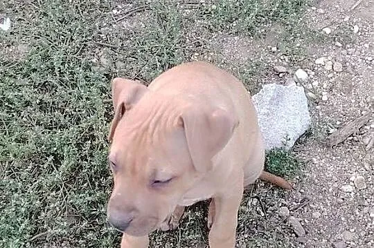 Amerykański Pitbullterrier - szczeniaki, Dolnośląskie, Bolesławiec