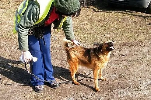 Przemiła Reni szuka nowego domu,  łódzkie Łódź