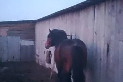 Sprzedam ogiera zimnokwistego