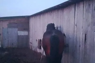 Sprzedam ogiera zimnokwistego, Mazowieckie, Gąbin