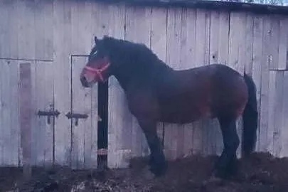 Sprzedam ogiera zimnokwistego, Mazowieckie, Gąbin