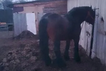 Sprzedam ogiera zimnokwistego, Mazowieckie, Gąbin