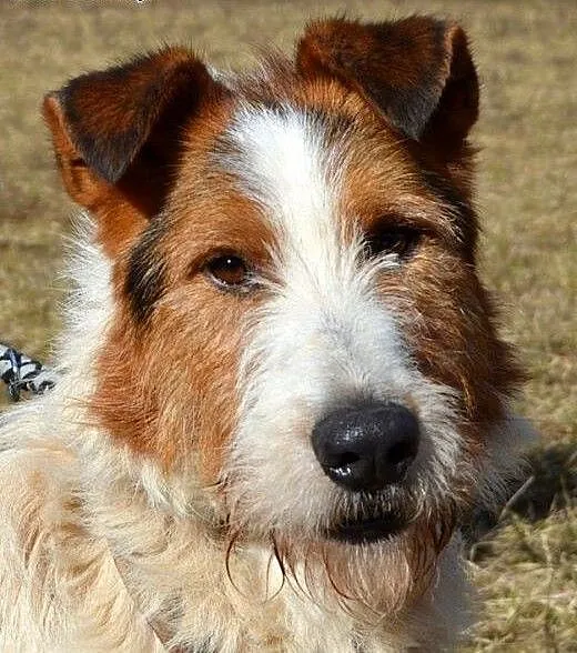 Garu - cudny foksterier w wersji maxi :), warmińs