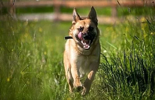 Jestem Lunes- Ciebie kochanie, to moje zadanie, ś