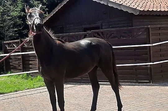 Klacz na sprzedaż, Pomorskie, Malbork
