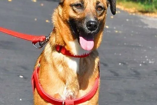 SURI - 1,5 roczna sunia wyrzucona w lesie do adopc