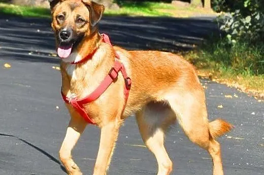 SURI - 1,5 roczna sunia wyrzucona w lesie do adopc