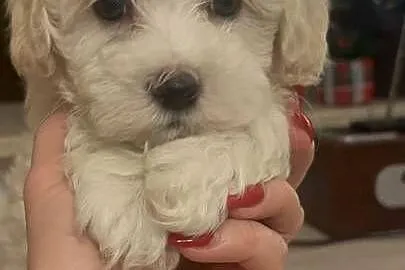 Maltipoo piesek biszkoptowy F1
