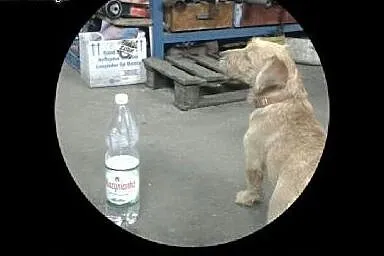 Mlodziutka, maleńka- jest tak kochana a grozi jej 