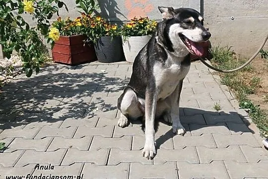 Anula-piękna dama, Mazowieckie, Nowy Dwór Mazowiecki