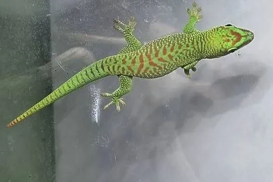 Gekony Madagaskarskie Grandis, Małopolskie, Kraków