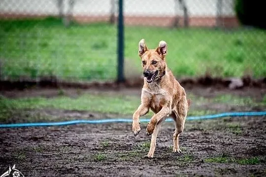 Lori - komu? Piękna sunia szuka domu, , Wrocław