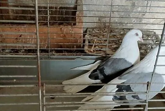 Sprzedam gołębie orliki pawiki, Lubelskie, Tokarówka