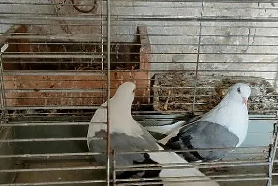 Sprzedam gołębie orliki pawiki, Lubelskie, Tokarówka