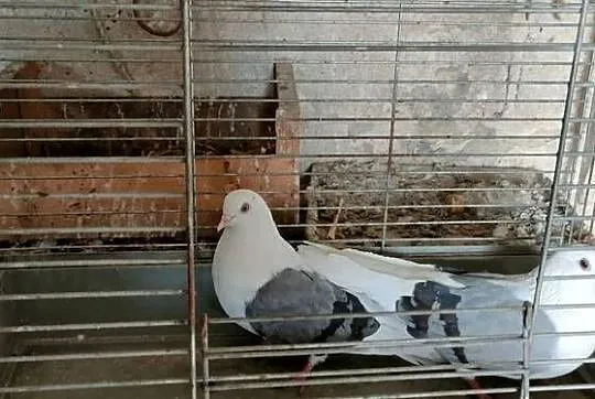 Sprzedam gołębie orliki pawiki, Lubelskie, Tokarówka