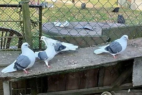 Sprzedam gołębie orliki pawiki, Lubelskie, Tokarówka