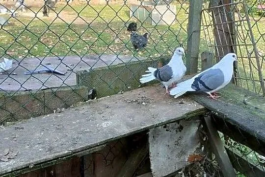 Sprzedam gołębie orliki pawiki, Lubelskie, Tokarówka