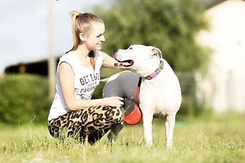 Domowy, łagodny amstaff Nero czeka na dom,  Amstaf
