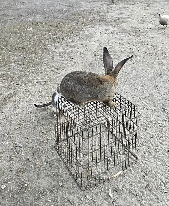 Sprzedam króle Belgi, Świętokrzyskie, Jędrzejów