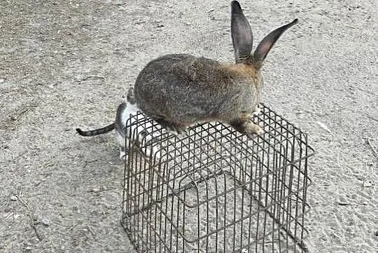 Sprzedam króle Belgi, Świętokrzyskie, Jędrzejów