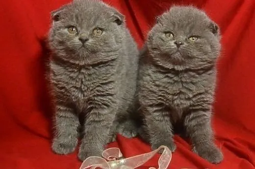 Koty brytyjski,  lubelskie Tomaszów Lubelski