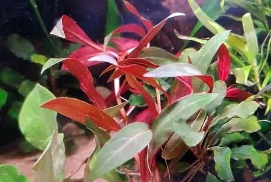 Rośliny do akwarium, Bucefalandra, Reinecki, Ludwigia, Cryptocoryne, inne