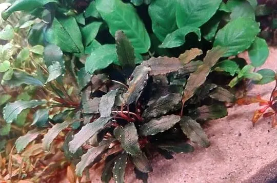 Rośliny do akwarium, Bucefalandra, Reinecki, Ludwigia, Cryptocoryne, inne, Świętokrzyskie, Kielce