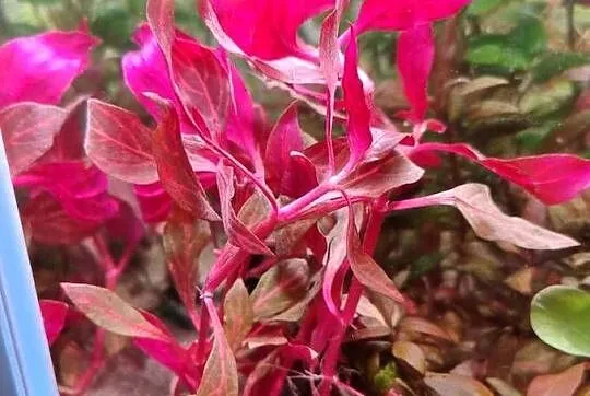 Rośliny do akwarium, Bucefalandra, Reinecki, Ludwigia, Cryptocoryne, inne, Świętokrzyskie, Kielce