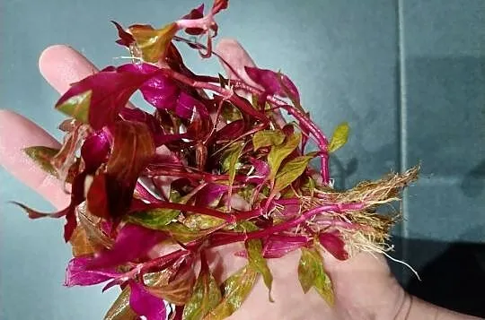 Rośliny do akwarium, Bucefalandra, Reinecki, Ludwigia, Cryptocoryne, inne, Świętokrzyskie, Kielce