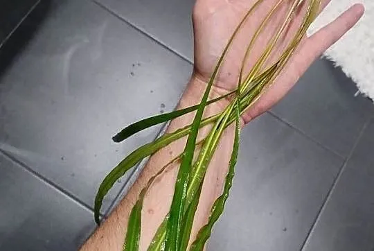 Rośliny do akwarium, Bucefalandra, Reinecki, Ludwigia, Cryptocoryne, inne, Świętokrzyskie, Kielce