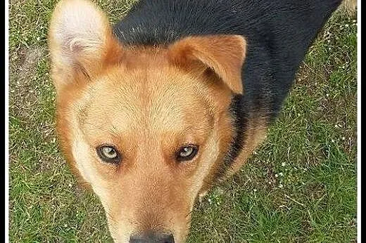 4-letnia TINA szuka swojego Człowieka!,  mazowieck