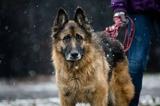 Elektra, cudownie uśmiechnięta babunia, OWCZAREK do adopcji