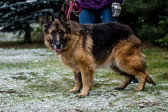 Elektra, cudownie uśmiechnięta babunia, OWCZAREK d