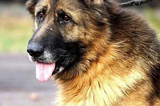Elektra, cudownie uśmiechnięta babunia, OWCZAREK d