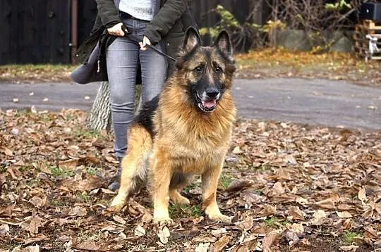 Elektra, cudownie uśmiechnięta babunia, OWCZAREK d
