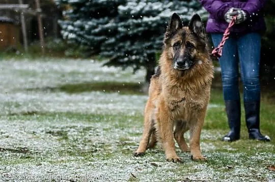 Elektra, cudownie uśmiechnięta babunia, OWCZAREK d