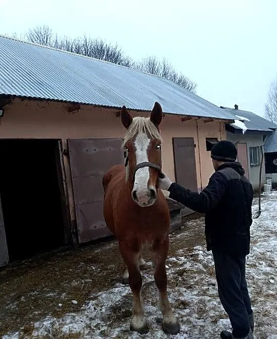 Klacz Konie, Lubelskie, Sielec