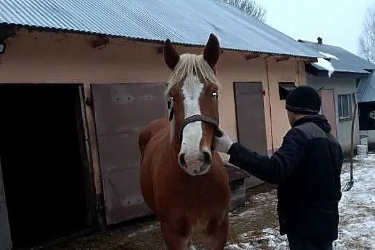 Klacz Konie, Lubelskie, Sielec