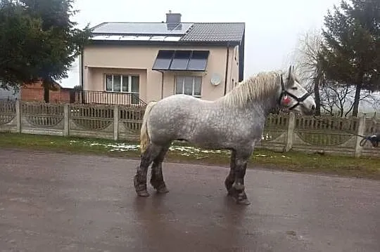 Klacz Konie, Lubelskie, Sielec