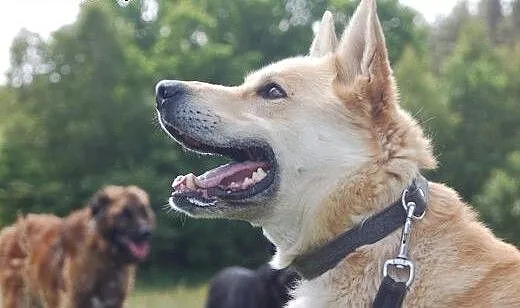 Diego- mix akity i owczarka , wielkopolskie Pozna