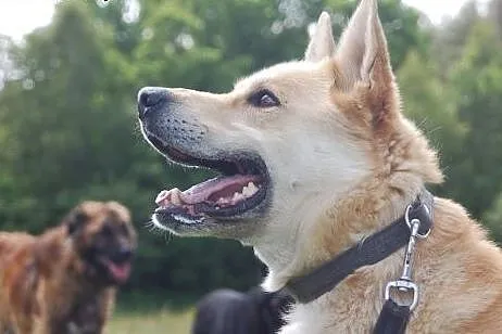 Diego- mix akity i owczarka , wielkopolskie Poznań