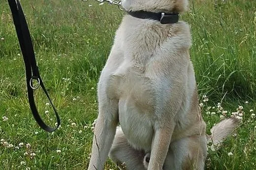 Diego- mix akity i owczarka ,  wielkopolskie Pozna