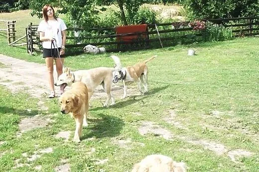 Diego- mix akity i owczarka ,  wielkopolskie Pozna