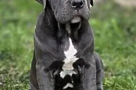 Bandog American