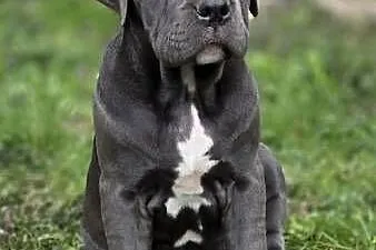 Bandog American