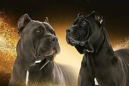 Bandog American, Lubelskie, Tuczna
