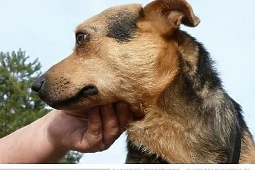 Fajny młody nieduży Jaś szuka domu ,  Kundelki cał