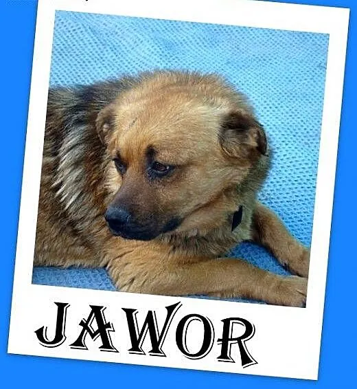 Średni,zrównoważony,grzeczny,czujny,pies Jawor Ado